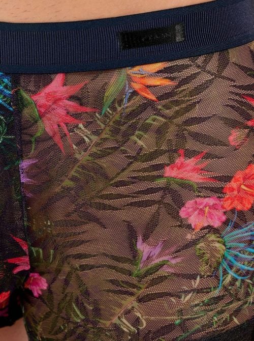 Exotica Boxer HOM